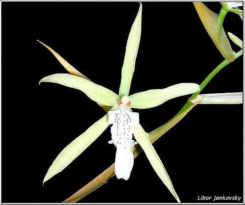 Miltonia flavescens 